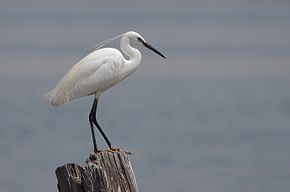 Aigrette garzette