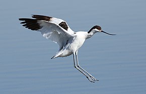 Avocette élégante